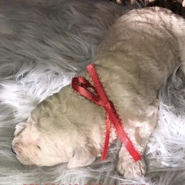 Poodle Puppies from Southern Standards Standard Poodles