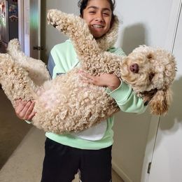 Goldendoodle and Pyredoodle Puppies from Sweet Dixie Doodles