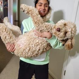 Goldendoodle and Pyredoodle Puppies from Sweet Dixie Doodles