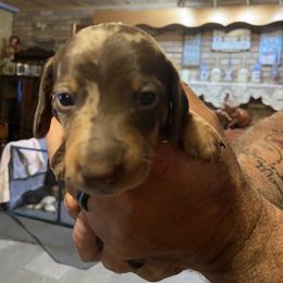 Dachshund Puppies from My Little Dachshund Heaven