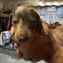 Dachshund Puppies from My Little Dachshund Heaven