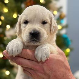 Onix - Grey - Golden male Golden Retriever puppy in Salt Lake City, Utah from Soaring golden retrievers