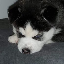 Siberian Husky Puppies from Xk siberians