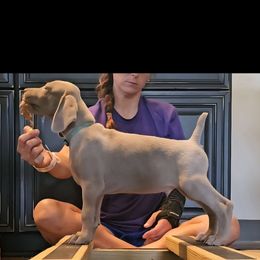 Weimaraner Puppies from So-IN Weimaraner's