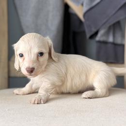 Boy 2 - Cream male Dachshund puppy in Martinsville, Virginia from Ana’s Beautiful Doxies