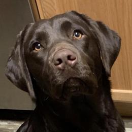 Charlie - Labrador Retriever
