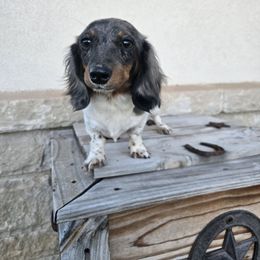 Princess - Dachshund
