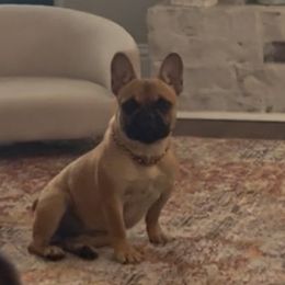 Poppy - French Bulldog