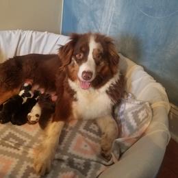 Australian Shepherd Puppies from Covenant View Farm Australian Shepherds