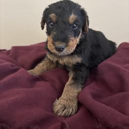 Black - Black and tan male Airedale Terrier puppy in Huntersville, North Carolina from Cool Hand Luke Kennels