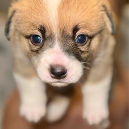 Athena - Sable female Pembroke Welsh Corgi puppy in Toccoa, Georgia from The Grooming Barn LLC/ Wet Dog Ranch