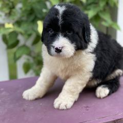 Bordoodle Puppies from Borders of Eby Eden