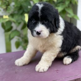 Bordoodle Puppies from Borders of Eby Eden