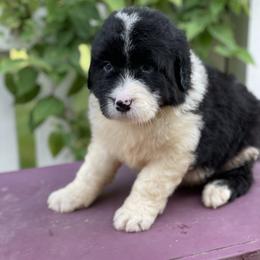 Bordoodle Puppies from Borders of Eby Eden