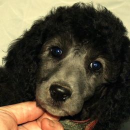 Poodle Puppies from Michelet Poodles