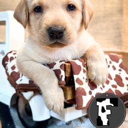 Black Female - Yellow female Labrador Retriever puppy in Franklin, Virginia from Oak Hollow Retrievers