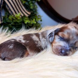 Stitch - Dapple male Dachshund puppy in Washburn, Tennessee from Clinch Mountain Dachshunds