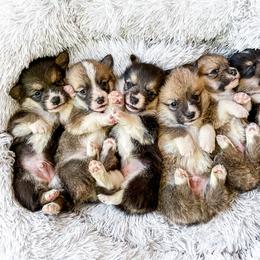 Pembroke Welsh Corgi Puppies from Annwyl McCorgis