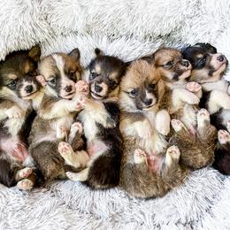 Pembroke Welsh Corgi Puppies from Annwyl McCorgis