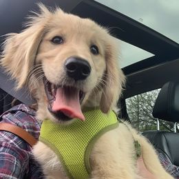 Golden Retriever Puppies from Akoya Kennels