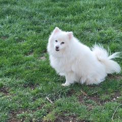 American Eskimo Dog All Grown Up from Turks Eskis