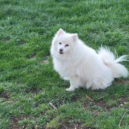 American Eskimo Dog All Grown Up from Turks Eskis