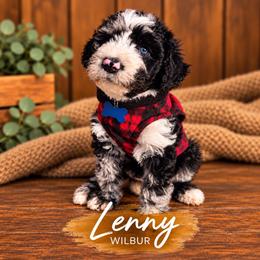 Wilbur - Merle male Whoodle puppy in Knoxville, Tennessee from Fleury Farm Doodles TN