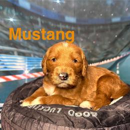 Mustang - Red  male Goldendoodle puppy in Chelan, Washington from North Cascades Doodles