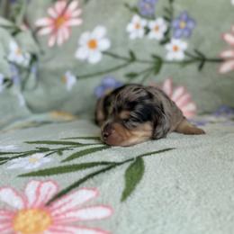Dove - Dapple female Dachshund puppy in Morristown, Tennessee from Hillside Hounds