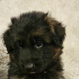 Mr White - Black and red male German Shepherd puppy in Newaygo, Michigan from Sterley Shepherds