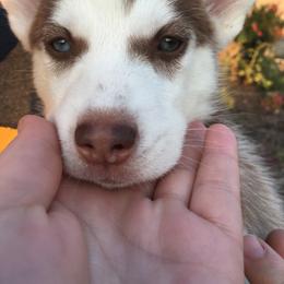 Siberian Husky Puppies from Arctic Circle Kennels