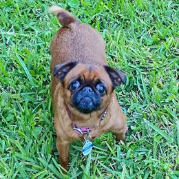 Liberty - Brussels Griffon