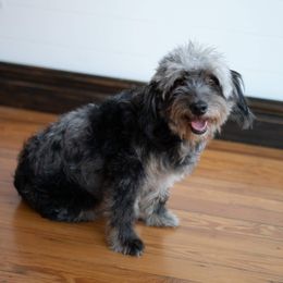Ruby - Aussiedoodle