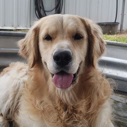 Peeves - Golden Retriever