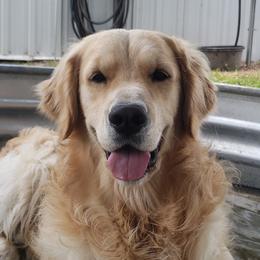 Peeves - Golden Retriever