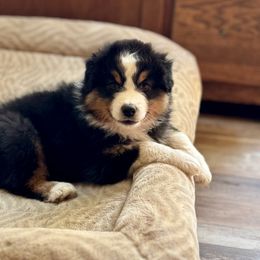 Crocus - Black tri-color male Australian Shepherd puppy in Ephrata, Pennsylvania from Weavers Indian Run Aussies