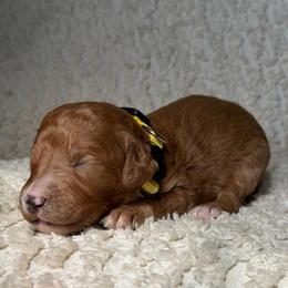 Colt - Apricot male Goldendoodle puppy in Willacoochee, Georgia from Kitandkboodle's Doodles