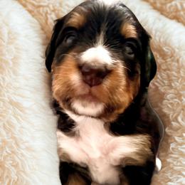 Puddle (grey ribbon) - Phantom male Bernedoodle puppy in Fallbrook, California from BFF Bernedoodles