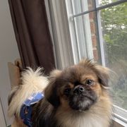 Copper - Tibetan Spaniel