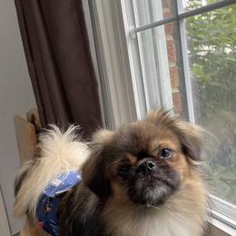 Copper - Tibetan Spaniel