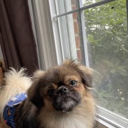 Copper - Tibetan Spaniel