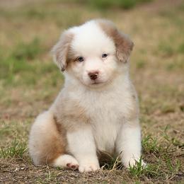 Chester - Red merle male Miniature American Shepherd puppy in Snyder, Texas from RLA Miniature American Shepherds