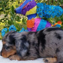 Dachshund Puppies from Ravendox Dachshunds