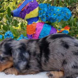 Dachshund Puppies from Ravendox Dachshunds