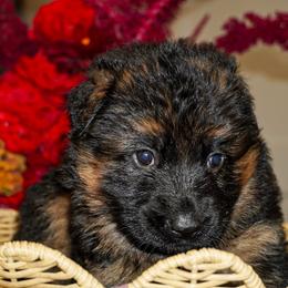 Lavender - Black and red female German Shepherd puppy in Howell, Michigan from Sheyenne’s Shepherds