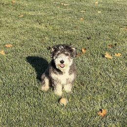 Bordoodle puppies from Sugar Doodles