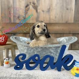Dachshund Puppies from Dachshund Universe