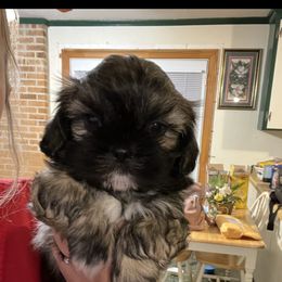 Shih Tzu Puppies from Precious to the world Shih Tzu’s