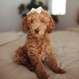 Goldendoodle Puppies from Doodle Paws Az