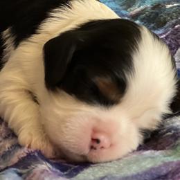 Cavalier King Charles Spaniel Puppies from Mentmore Spaniels